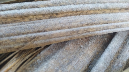 Geadas atingem canaviais de São Paulo, Paraná e Mato Grosso do Sul