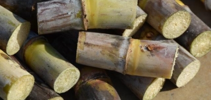 Seca e frio severo: entenda os impactos na produção de cana-de-açúcar