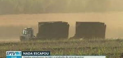 Geadas prejudicam a produção de cana-de-açúcar na região de Ribeirão Preto