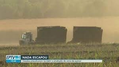 Geadas prejudicam a produção de cana-de-açúcar na região de Ribeirão Preto