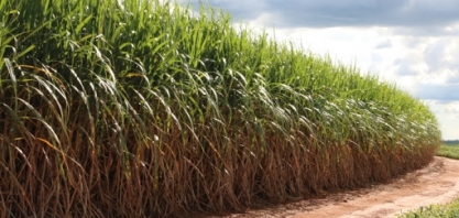 Geada como pano de fundo