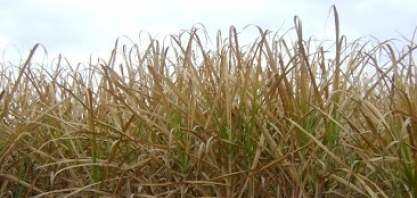 Primeiras geadas afetaram 1 milhão de hectares de cana