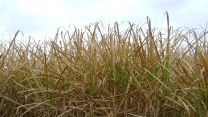Primeiras geadas afetaram 1 milhão de hectares de cana