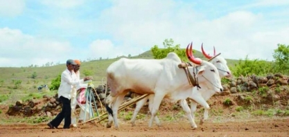 Índia anuncia plano de US$ 1,48 bi para ampliar produção de oleaginosas