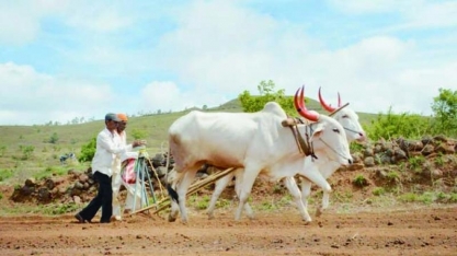 Índia anuncia plano de US$ 1,48 bi para ampliar produção de oleaginosas