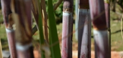 Nordeste do Brasil abriga valiosos centros de melhoramento de cana