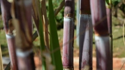 Nordeste do Brasil abriga valiosos centros de melhoramento de cana