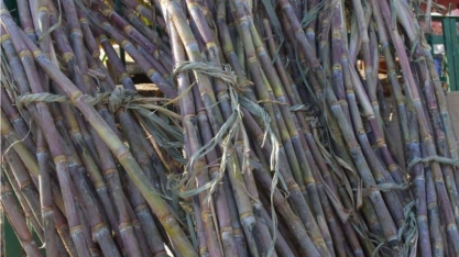 Safra de cana-de-açúcar do Brasil em 2021/22 deve cair para 592 milhões de t – Conab