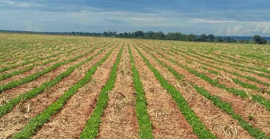 O plantio direto de amendoim na palhada da cana é fundamental para garantir um ambiente mais favorável para a germinação