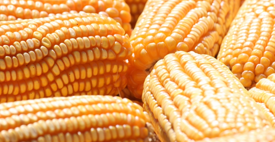  100% do milho processado será adquirido de produtores de Mato Grosso do Sul