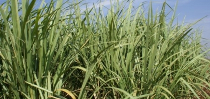 Prosa Rural - Controle biológico das cigarrinhas-da-raiz em cana-de-açúcar