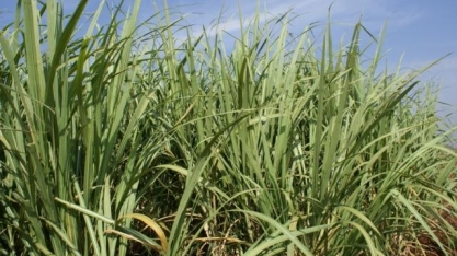 Prosa Rural - Controle biológico das cigarrinhas-da-raiz em cana-de-açúcar