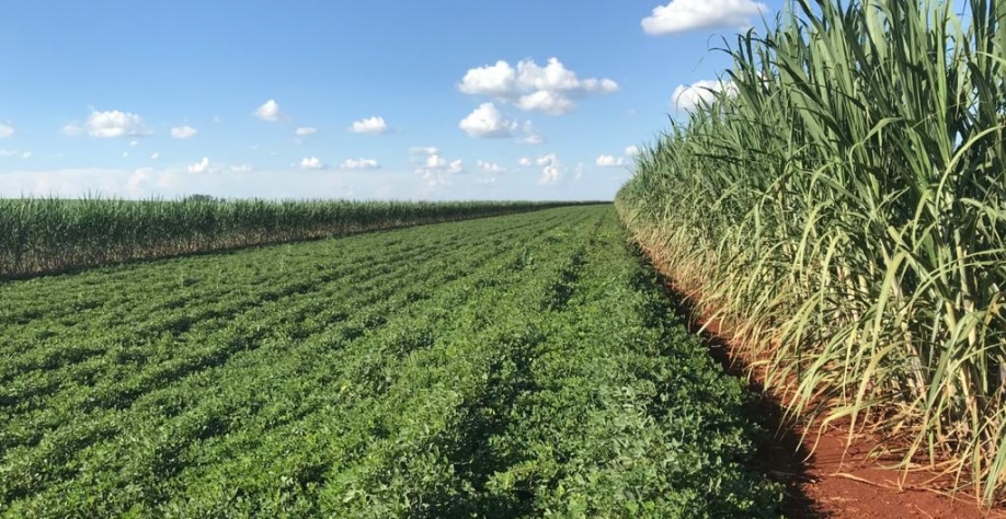 Após cultivar soja e, posteriormente, milho safrinha ou sorgo safrinha nas áreas de reforma, Sérgio implanta Meiosi com o amendoim como cultura intercalar