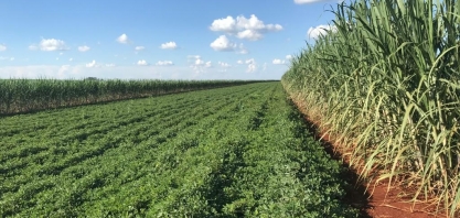 Produtor de Jaboticabal aposta em dois verões de rotação para turbinar o solo e incrementar a renda