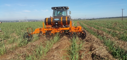 Controle de Sphenophorus levis requer uso de implementos com tecnologia avançada