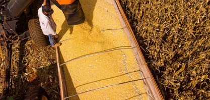 Produção de etanol de milho cresce mais de 7.000% em MT