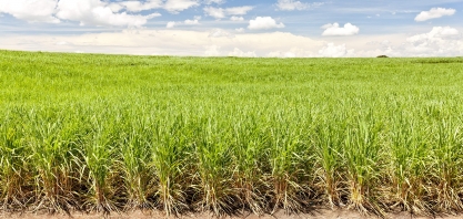 BASF se reúne com a cadeia sucroenergética no Insectshow 2021