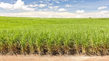 BASF se reúne com a cadeia sucroenergética no Insectshow 2021