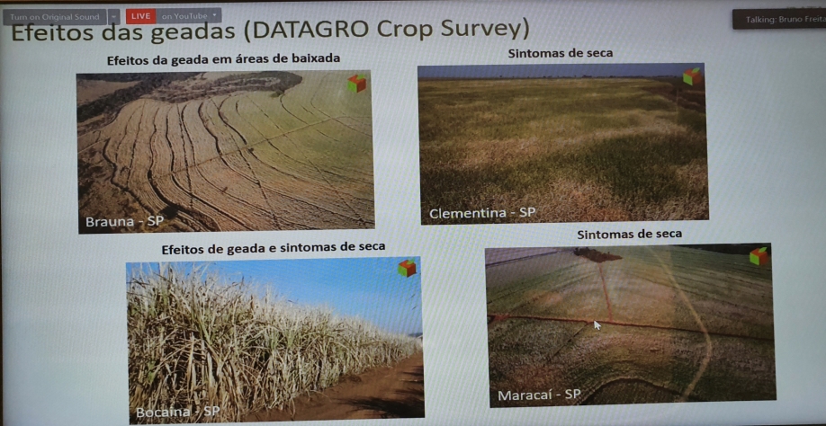 Imagens produzidas pela Datagro que mostram canaviais afetados pela seca e por geadas