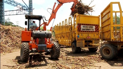 Safra 21/22 começará na próxima semana no estado de Alagoas