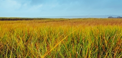 Qualidade da cana cai, mas produção de anidro avança
