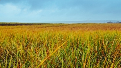 Qualidade da cana cai, mas produção de anidro avança
