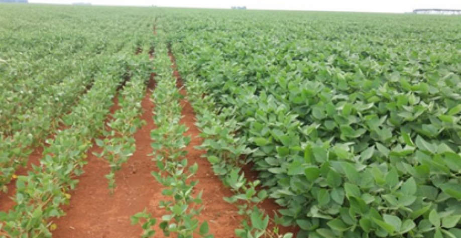  Diferença de desenvolvimento da soja irrigada por gotejamento (à direita) com a soja sendo conduzida em sequeiro (à esquerda) na Fazenda Lagoa Rica em Diamantino-MT