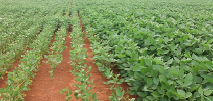 Produtores de grãos driblam desafios climáticos com implantação de sistemas de irrigação por gotejamento