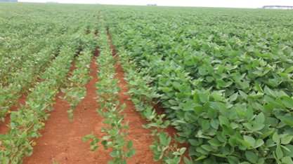 Produtores de grãos driblam desafios climáticos com implantação de sistemas de irrigação por gotejamento