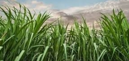Conab prevê queda de 9,5% na produção de cana-de-açúcar no Brasil mas percentual na Paraíba pode chegar até a 30%
