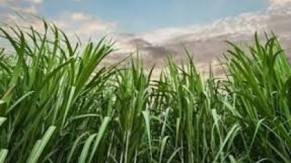 Conab prevê queda de 9,5% na produção de cana-de-açúcar no Brasil mas percentual na Paraíba pode chegar até a 30%