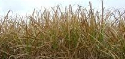 Geadas incomuns no Brasil afetam a produção de açúcar