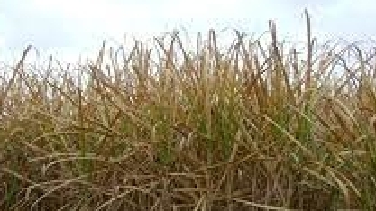 Geadas incomuns no Brasil afetam a produção de açúcar