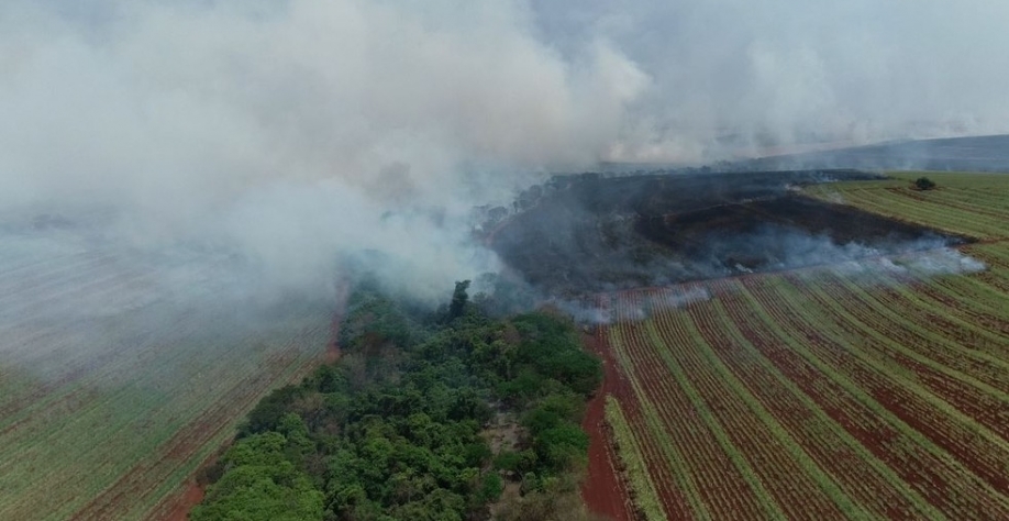 Canavial atingido por fogo ao lado da Rodovia Antônio Machado Sant'Anna em Cravinhos (SP) — Foto: Alexandre Sá / EPTV