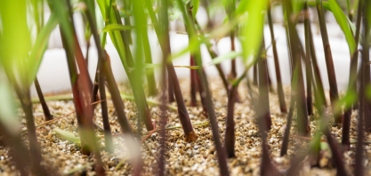 Usinas da Paraíba aumentam produção de etanol anidro em 16%