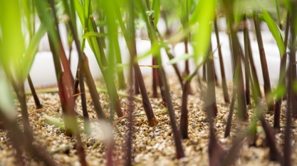 Usinas da Paraíba aumentam produção de etanol anidro em 16%
