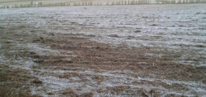Geadas e juros elevados são uma combinação nociva ao agronegócio