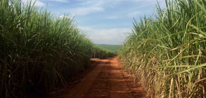 São Martinho pagará R$ 299,9 milhões em dividendos