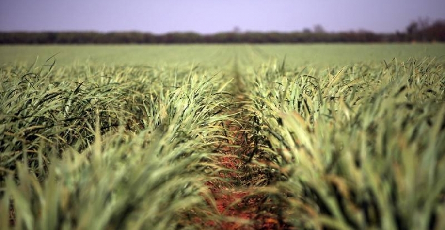 Foco na produção de cana Grupo Agroterenos já atuou no processamento de cana-de-açúcar e foi dono da marca União. Hoje, foco da empresa está na produção agrícola e no fornecimento de matéria-prima para usinas parceiras (Dado Galdieri/Bloomberg)