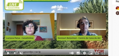 Para canaviais em solos restritivos, a crotalaria é a principal opção para rotação de cultura