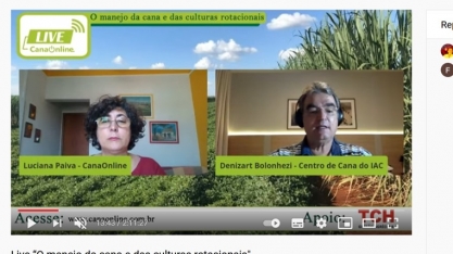 Para canaviais em solos restritivos, a crotalaria é a principal opção para rotação de cultura