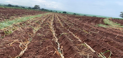 Seca, geadas e incêndios reduzem o volume de cana-muda para a renovação dos canaviais