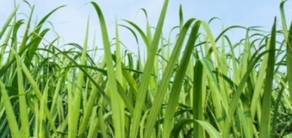 Asplana: confira os valores praticados em julho 