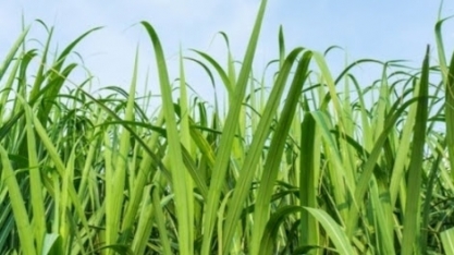 Asplana: confira os valores praticados em julho 