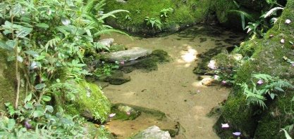 Na contramão da seca, Coopercitrus recupera 52 nascentes