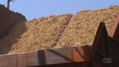Produção de cana-de-açúcar sofre queda, em Goiás