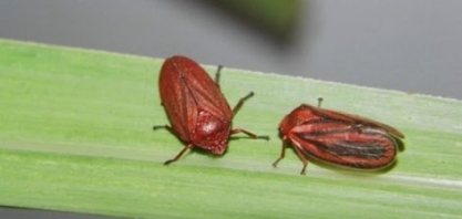 Manejo da cigarrinha das raízes é tema de palestra da IHARA na Insectshow 2021