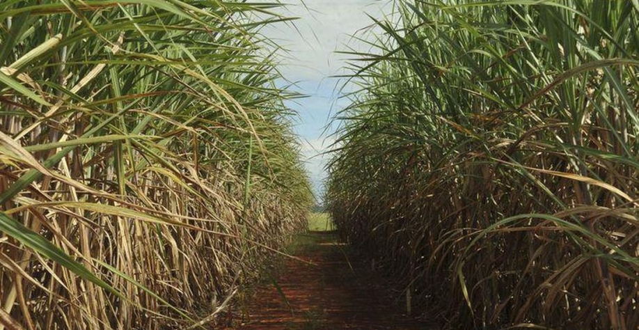 Plantação de cana-de-açúcar - Foto: Elza Fiuza/Agência Brasil