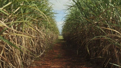 Safra da cana deve esmagar quase 12 milhões de toneladas