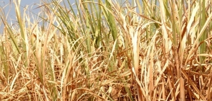 Seca amplia demanda por energia, mas quebra da safra de cana pode reduzir oferta